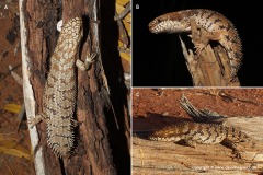 Egernia depressa
