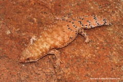 Egernia epsisolus