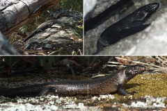Egernia kingii