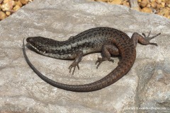 Egernia richardi