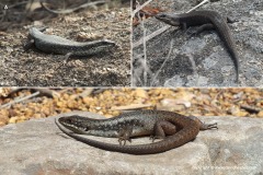 Egernia richardi