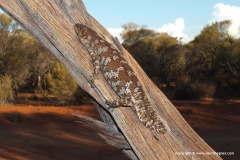 Egernia stokesii badia