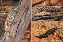 Egernia stokesii badia