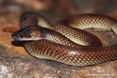 Furina ornata