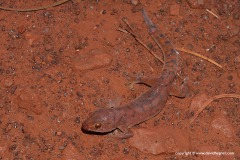 Gehyra pilbara