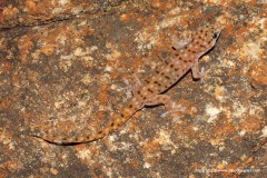Gehyra punctata