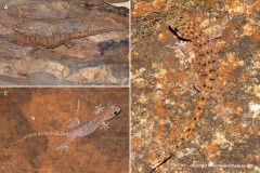 Gehyra punctata