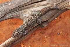 Gehyra variegata