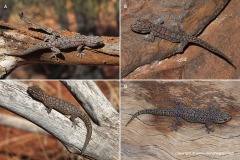 Gehyra variegata