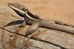 Gowidon longirostris