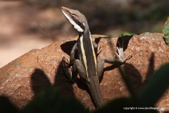 Gowidon longirostris