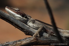 Gowidon longirostris
