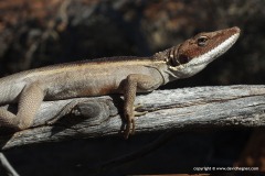 Gowidon longirostris