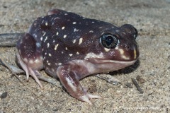 Heleioporus albopunctatus