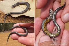Hemiergis peronii