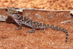 Heteronotia binoei