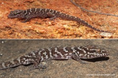 Heteronotia binoei