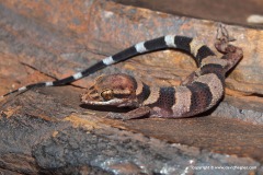 Heteronotia spelea
