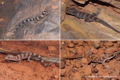 Heteronotia spelea