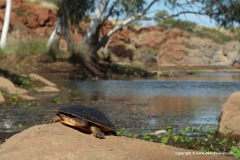 Chelodina steindachneri