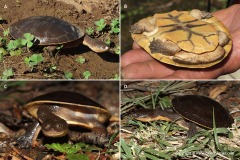 Chelodina steindachneri