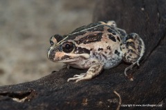 Limnodynastes dorsalis