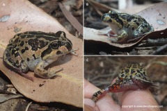 Limnodynastes dorsalis