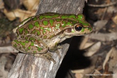 Litoria cyclorhyncha
