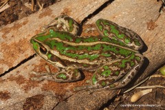 Litoria cf. cyclorhyncha