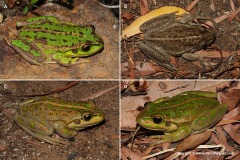 Litoria moorei