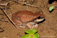 Litoria rubella
