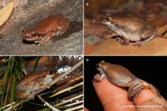 Litoria rubella