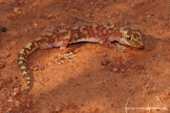 Lucasium squarrosum