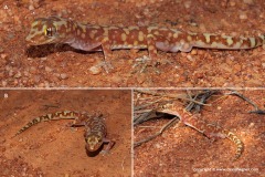 Lucasium squarrosum