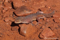 Lucasium wombeyi