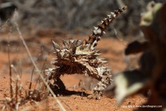 Moloch horridus