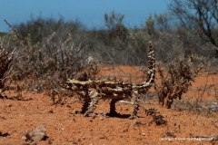 Moloch horridus