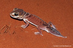 Nephrurus levis