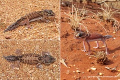 Nephrurus levis