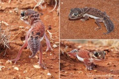 Nephrurus levis