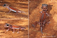 Nephrurus vertebralis