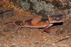 Nephrurus wheeleri wheeleri