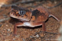 Nephrurus wheeleri wheeleri