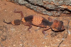 Nephrurus wheeleri wheeleri