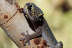 Oedura fimbria