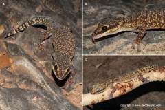 Oedura fimbria