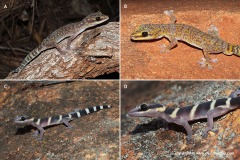 Oedura fimbria