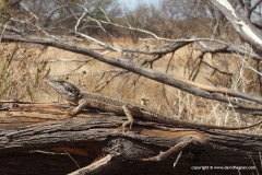 Pogona minor