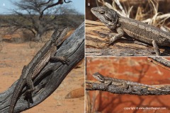 Pogona minor