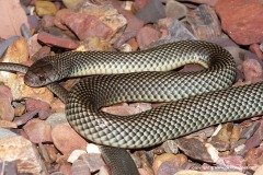 Pseudechis australis